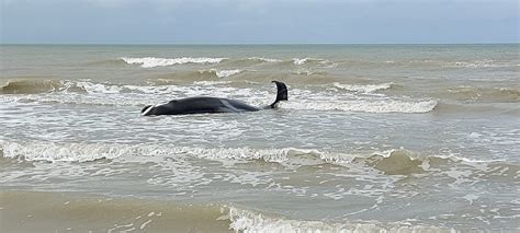 Escort De Panne